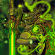 _Skelepetjoe_
