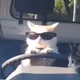 DRIVEFELINO