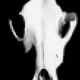 Inhumanimal