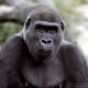MonkeyDrum