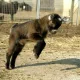 GoatsGoneWild