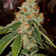 HighGradeHerb