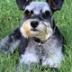 Rocky_the_Dog