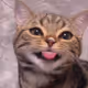 Jumbojimbo
