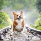 Corgi_Forever