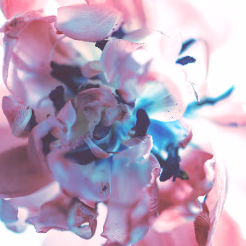 OpenSea profile picture for @Sauerkraut