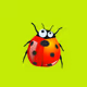 ladybug_ladybird