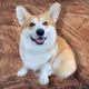 Corgiman