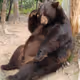 Bearfeet