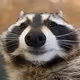 leaussie