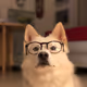 MyDogNeedsAnNFT