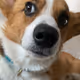 Eigdodx