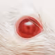 Cluny_the_Rat