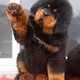 dogggo98
