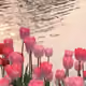 0x36c19a80a0c54fc0895b12338ea744c53ec645ed