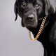 GoldenShady