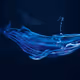 The_NFT_Whale
