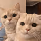 0x37485a664f886a421e4ed3ce95eccf943fa1781c