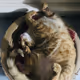 CatLouis