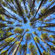 LodgepolePine