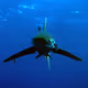 DiveJedi2024