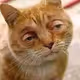 meow97