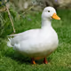 Real_Duck