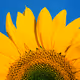metasunflower