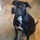 AmericanPitbull