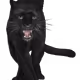 BlackPantherVentures