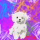 Danye_West