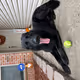blurbo