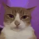 catflipper