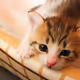 neko_jikomi