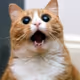 NFTinitcom_Grand_Fox