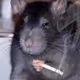 smokingrat