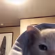 squank_