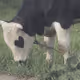 cowsonthegrass