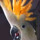 KahootMe