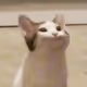 nekobebe