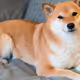 0x39ca6da5cd7b9a06d006ff3c32464f61f66687ef