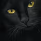 MonsieurLeChat