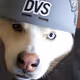 chicagogsh