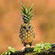 PineappleOwl