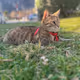 Catking11