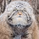 PallasCat