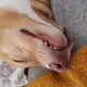 PlutoProsciutto