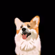 OGDoggos