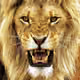 Hungry_Lion_216