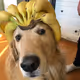 Bananoking